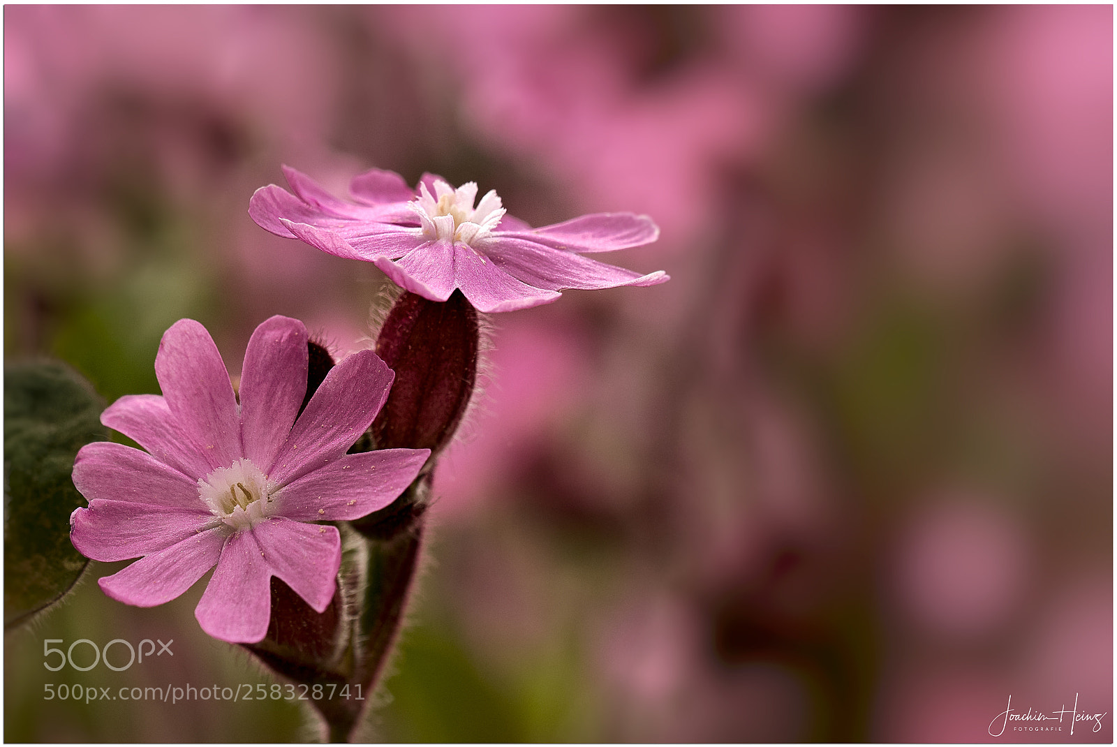 Fujifilm X-T2 sample photo. Red catchfly photography