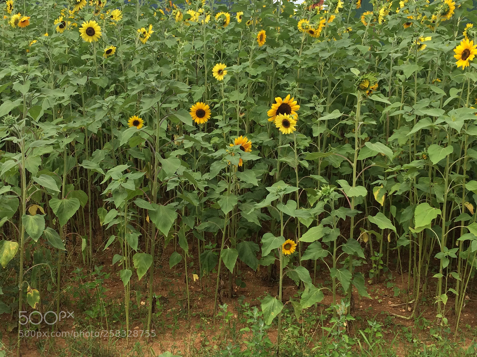 Apple iPhone 5s sample photo. Sunflowers photography