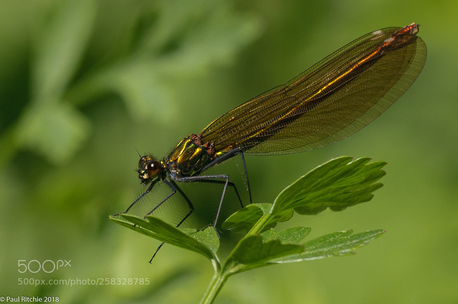 Nikon D90 sample photo. Gold & green photography