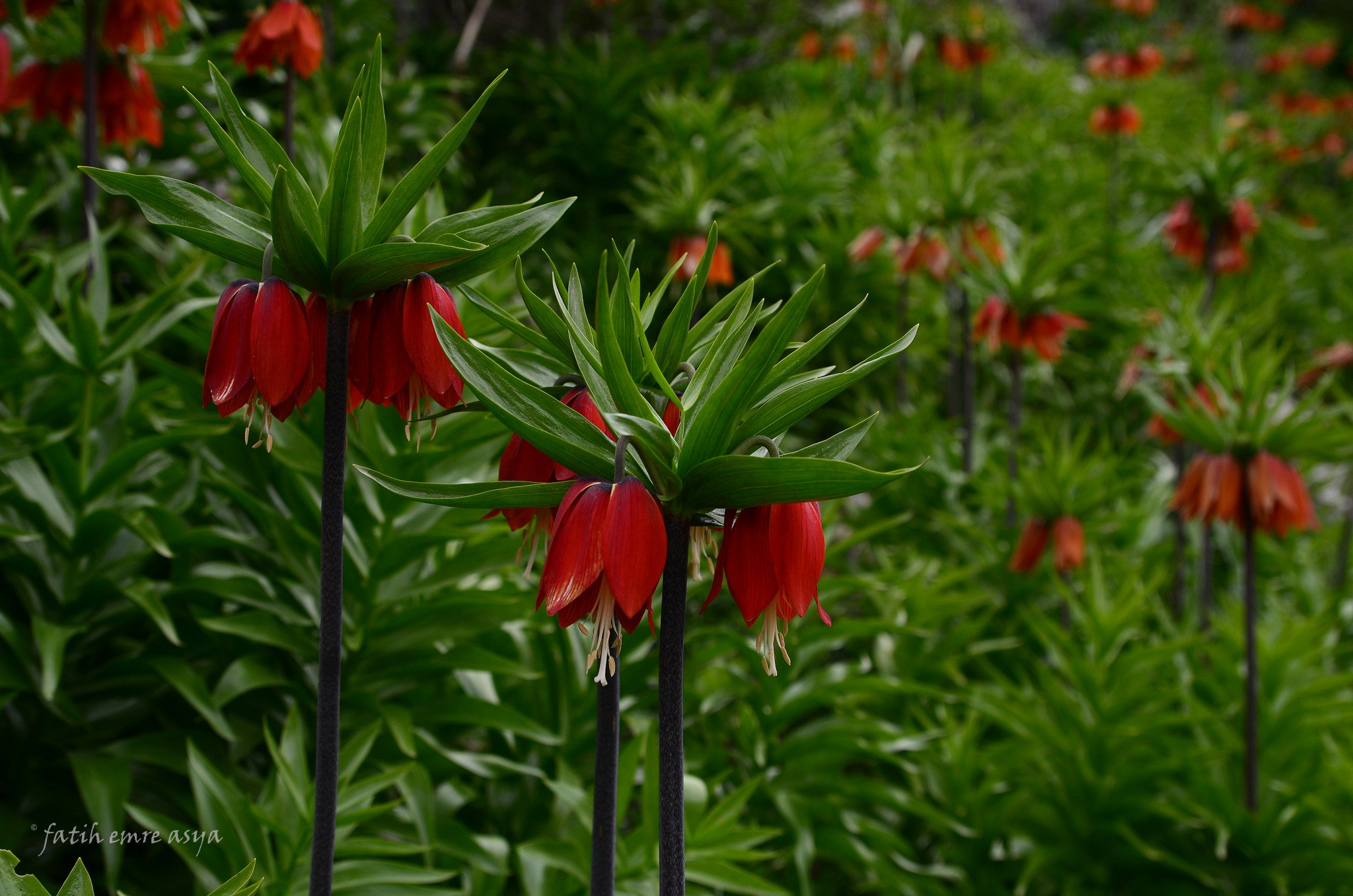 Nikon D7000 sample photo. Reverse tulip photography