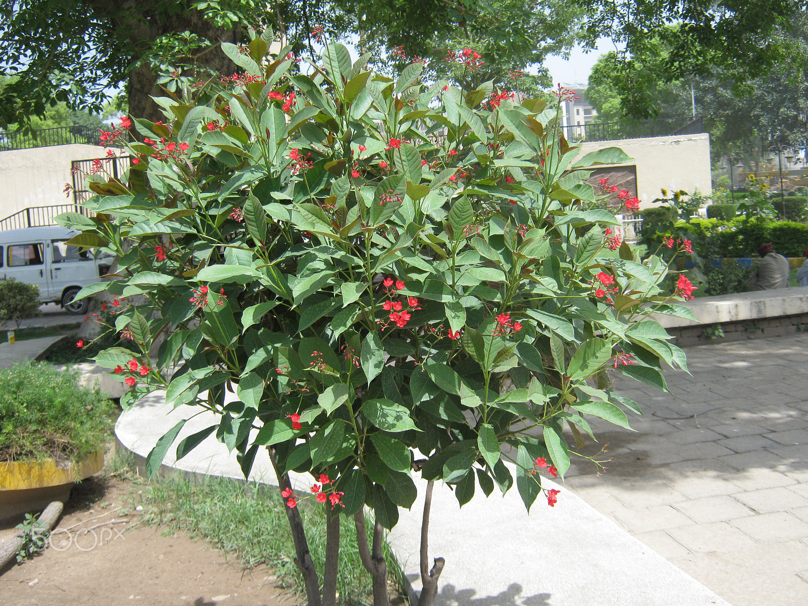 Canon PowerShot A495 sample photo. Flowers n peshawar photography