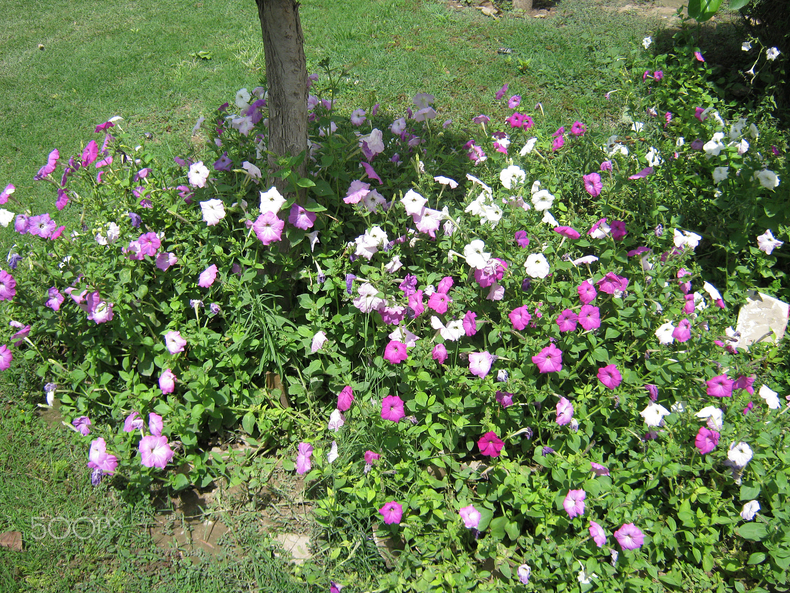 Canon PowerShot A495 sample photo. Flowers n peshawar photography