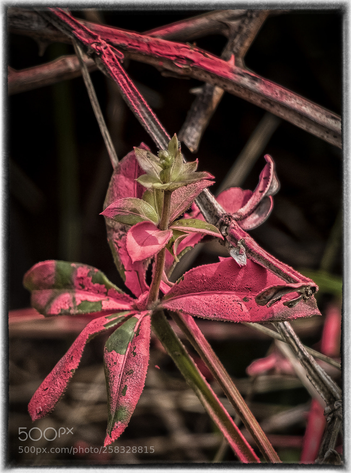 Fujifilm X30 sample photo. ¿naturaleza? photography