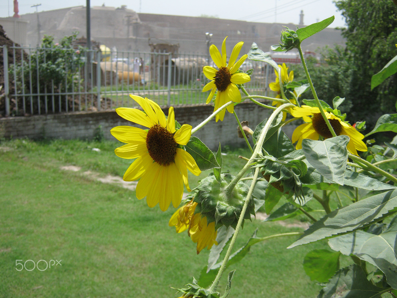 Canon PowerShot A495 sample photo. Flowers n peshawar photography