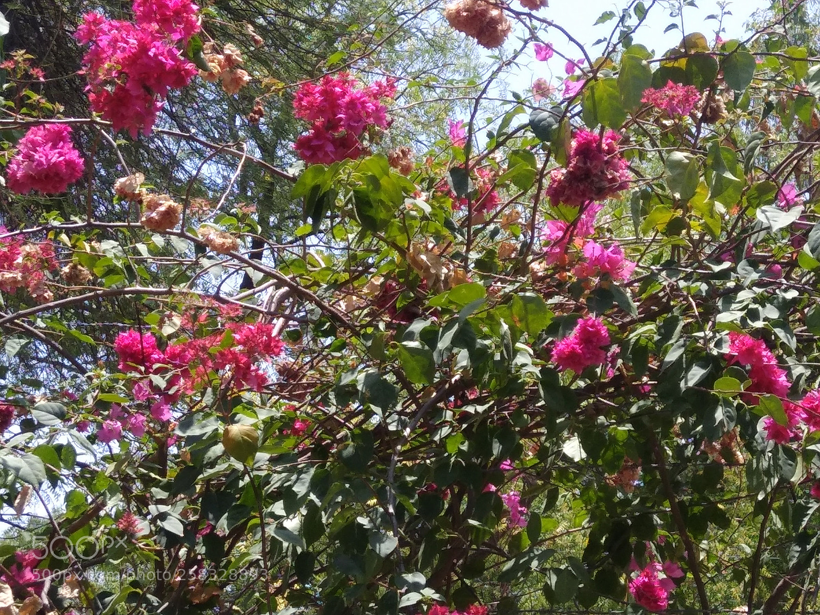Xiaomi Redmi Note 4 sample photo. Untitled photography