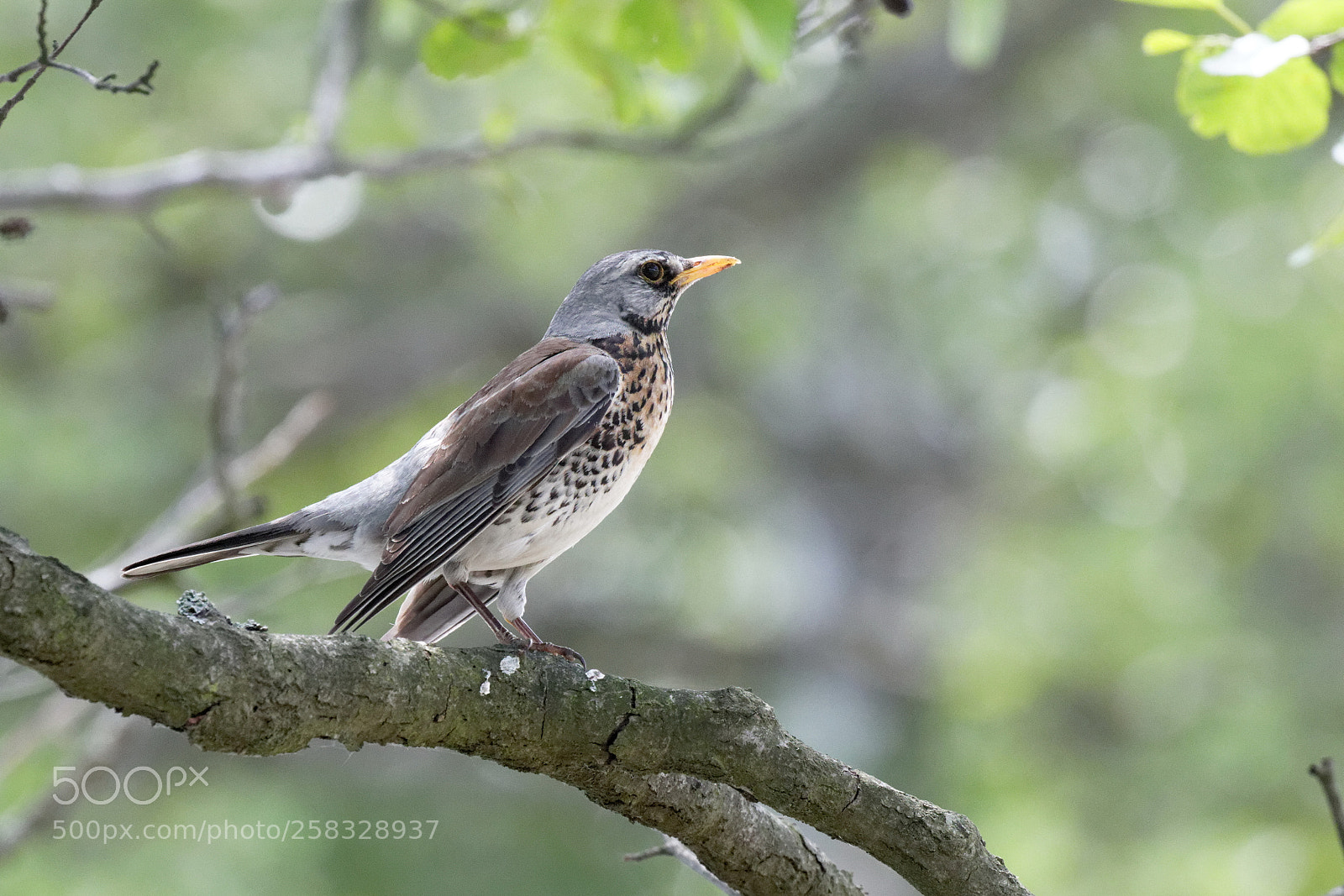 Canon EOS 7D Mark II sample photo. Fieldfare ukraine photography