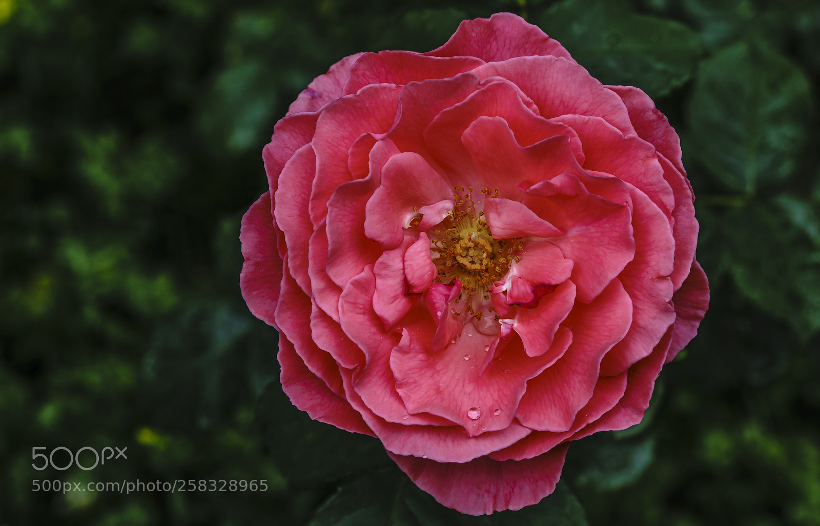Sony a7R II sample photo. Pink rose... photography