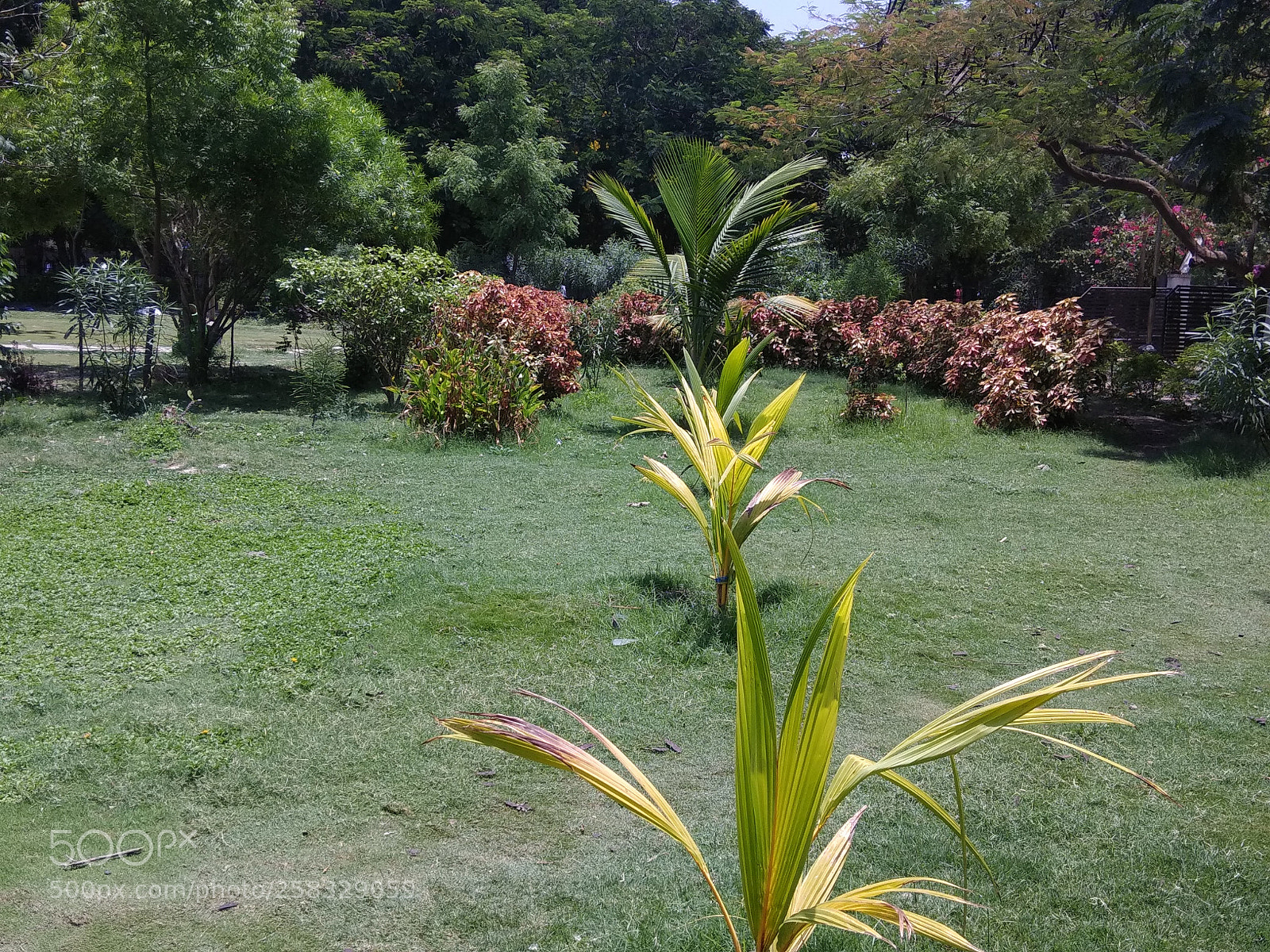 Xiaomi Redmi Note 4 sample photo. Untitled photography