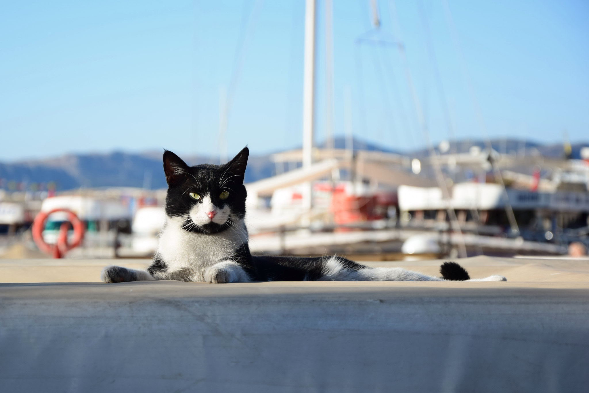 Nikon D5300 sample photo. Sea cat photography