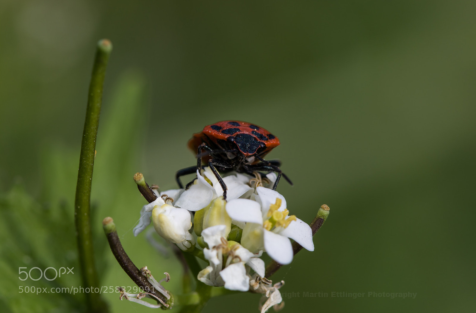 Canon EOS 7D Mark II sample photo. Bug at the blossoms 12052018 photography