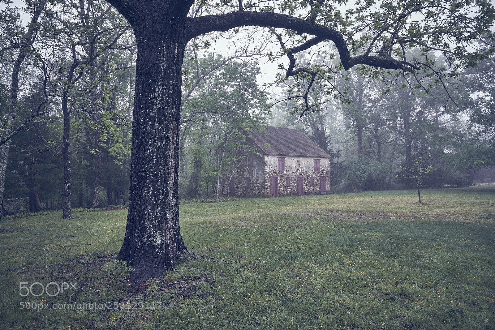 Sony a7R III sample photo. Village fog photography