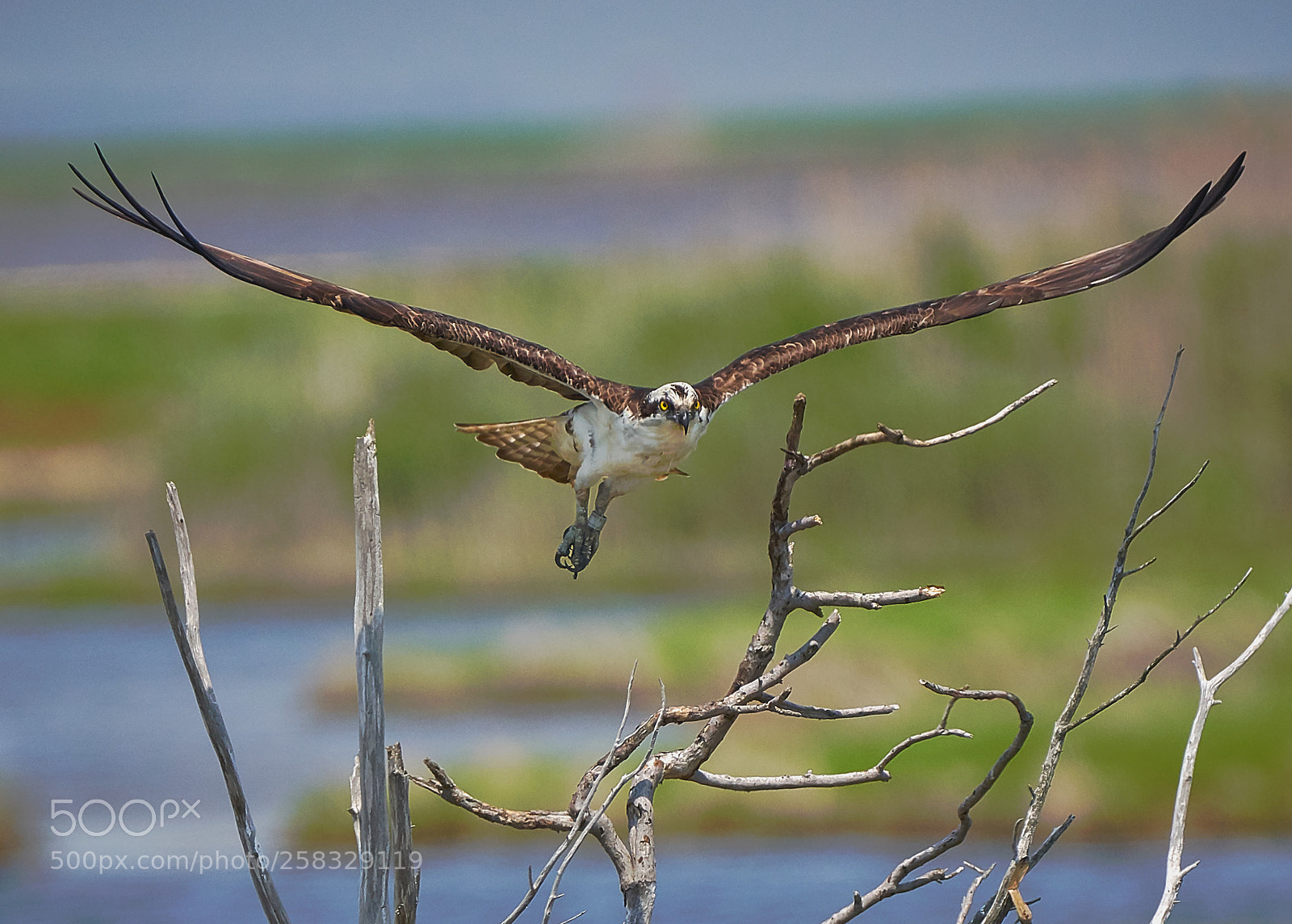 Sony a7R III sample photo. Wingspan photography
