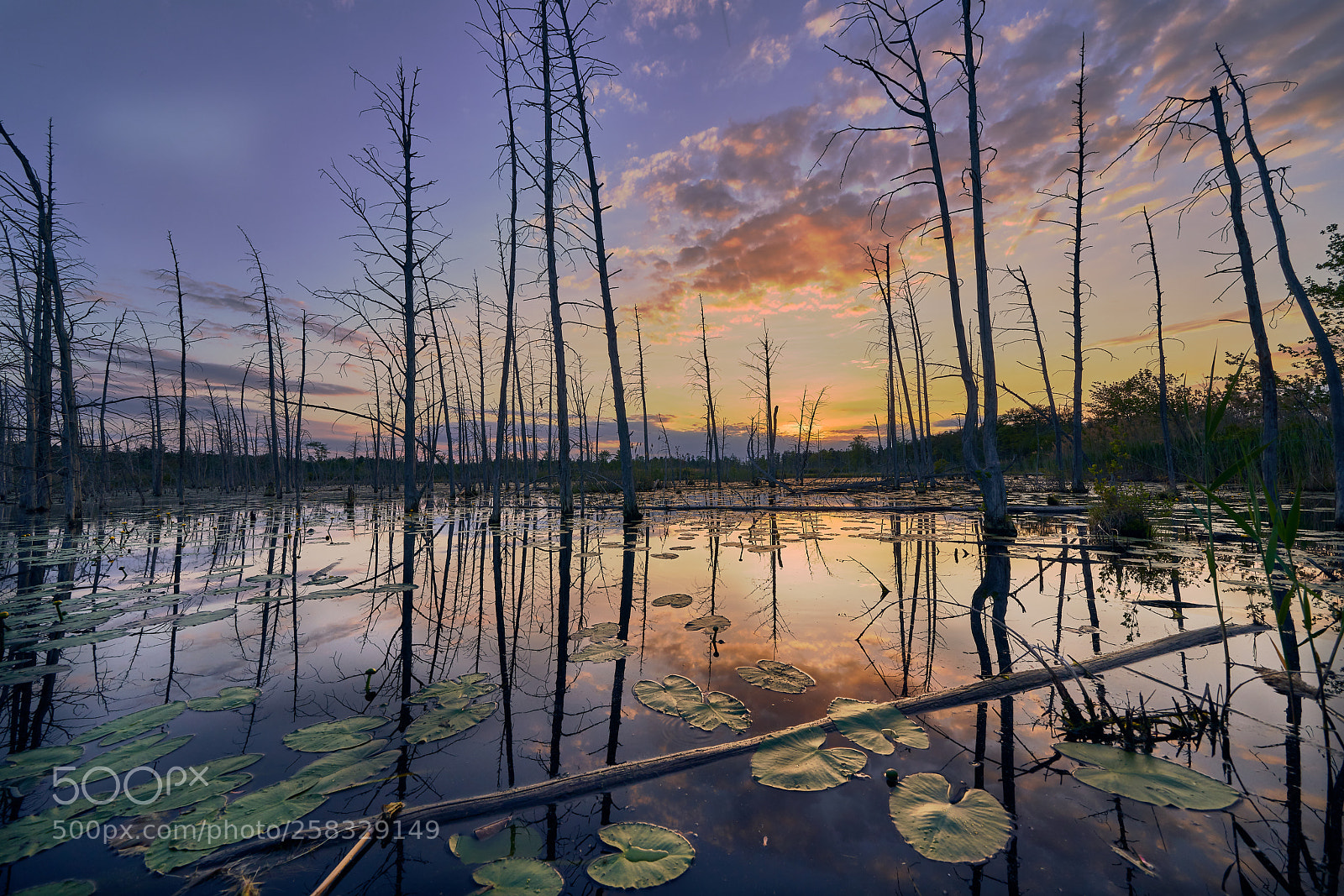 Sony a7R III sample photo. Nj pinebarrens at dusk photography