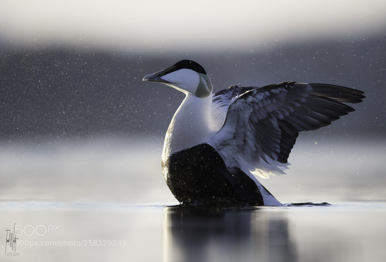 Nikon D850 sample photo. Common eider photography