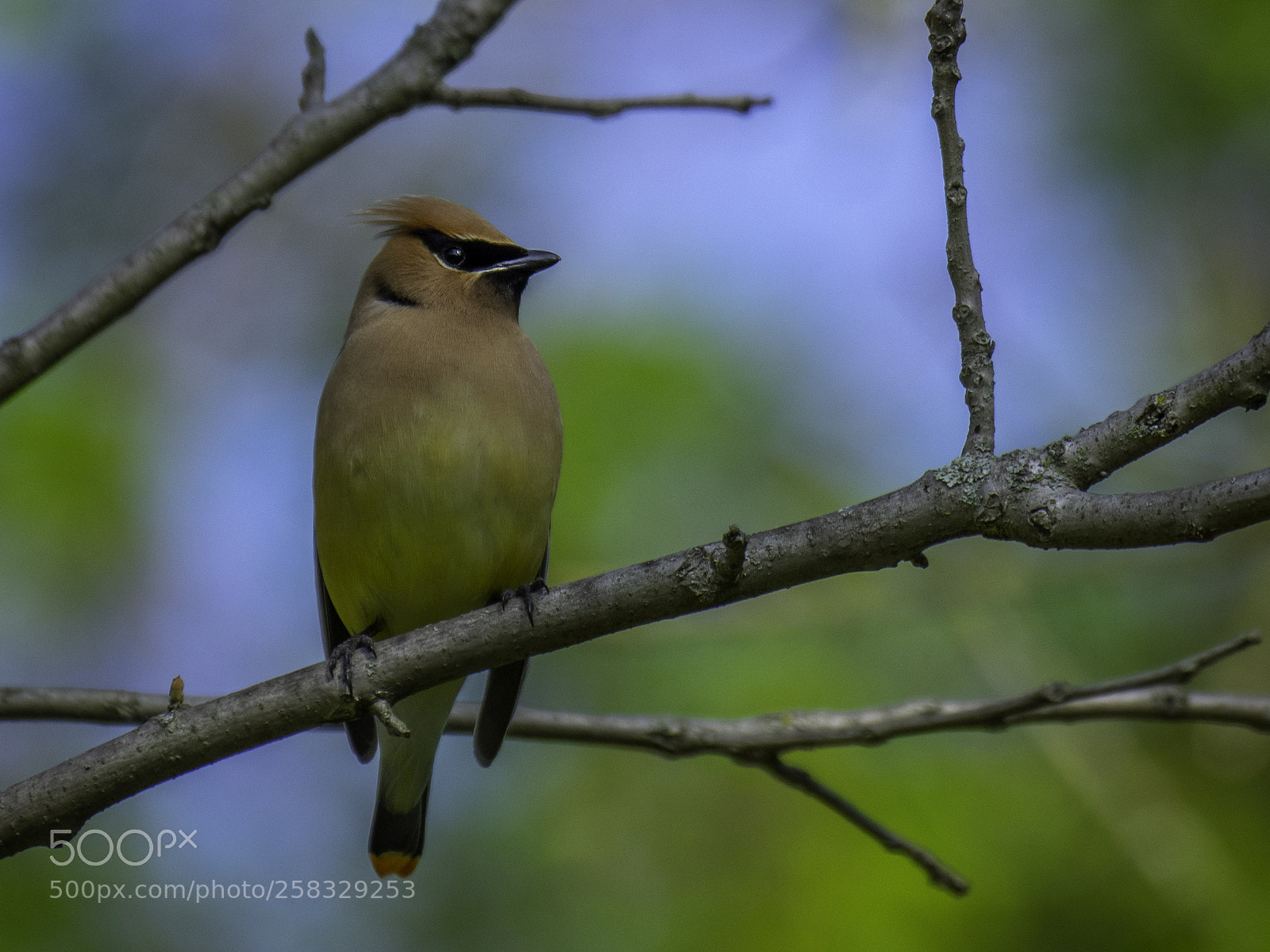 Olympus OM-D E-M1 sample photo. Cedar waxwing photography