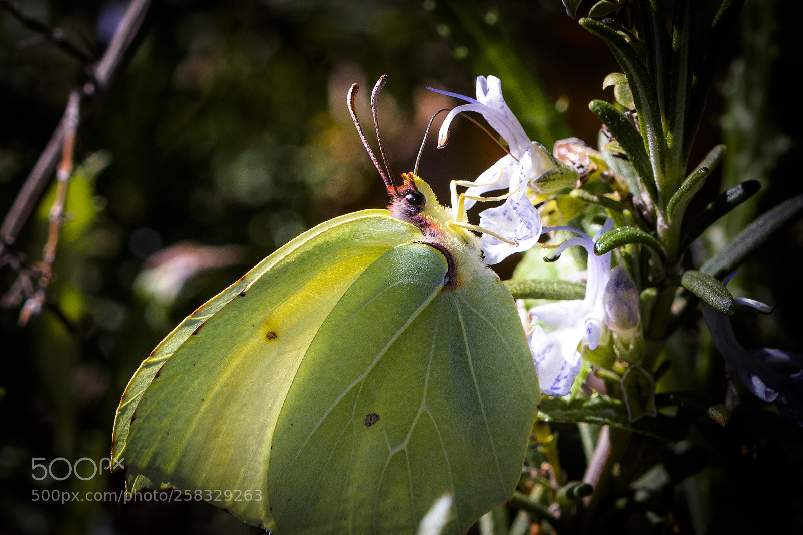 Nikon D500 sample photo. Gonepteryx cleopatra photography