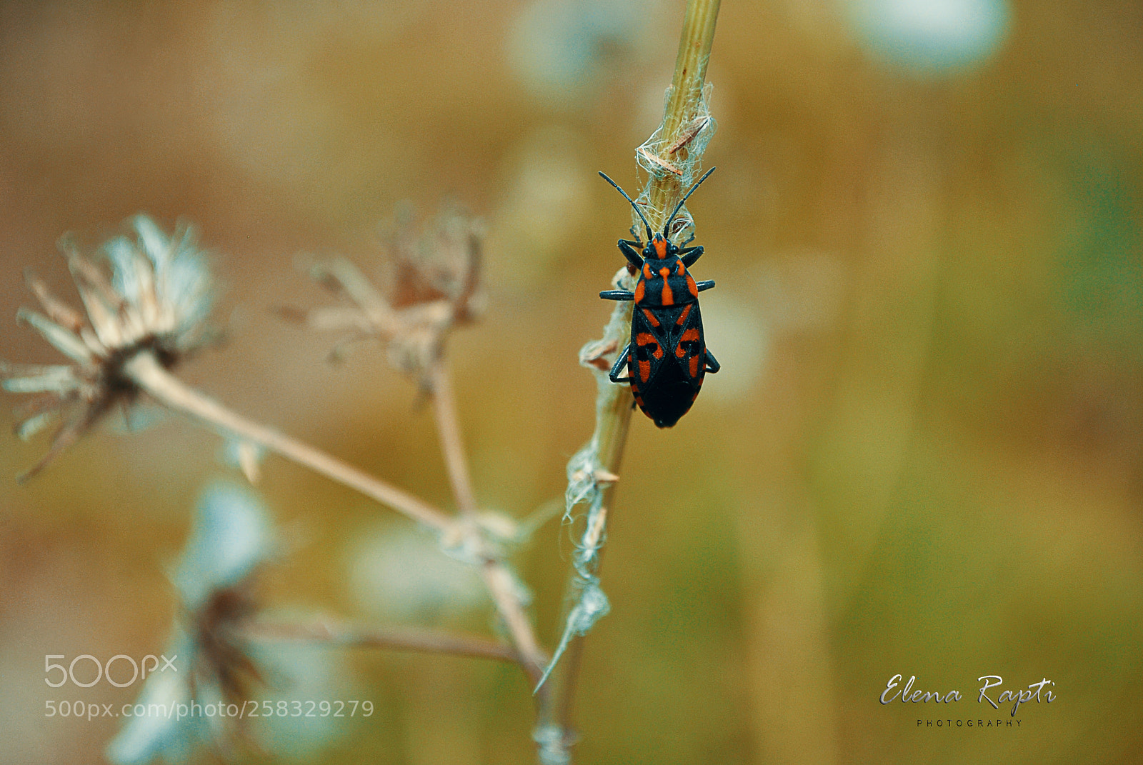 Nikon D3000 sample photo. Lygaeid bug (lygaeus saxatilis)...... photography