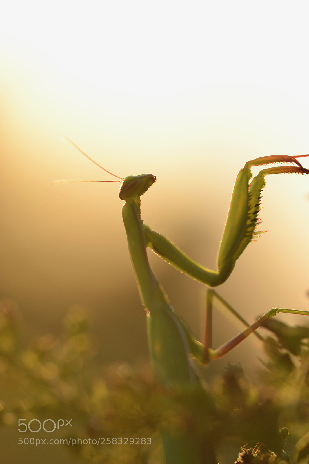 Nikon D3100 sample photo. An other praying mantis photography