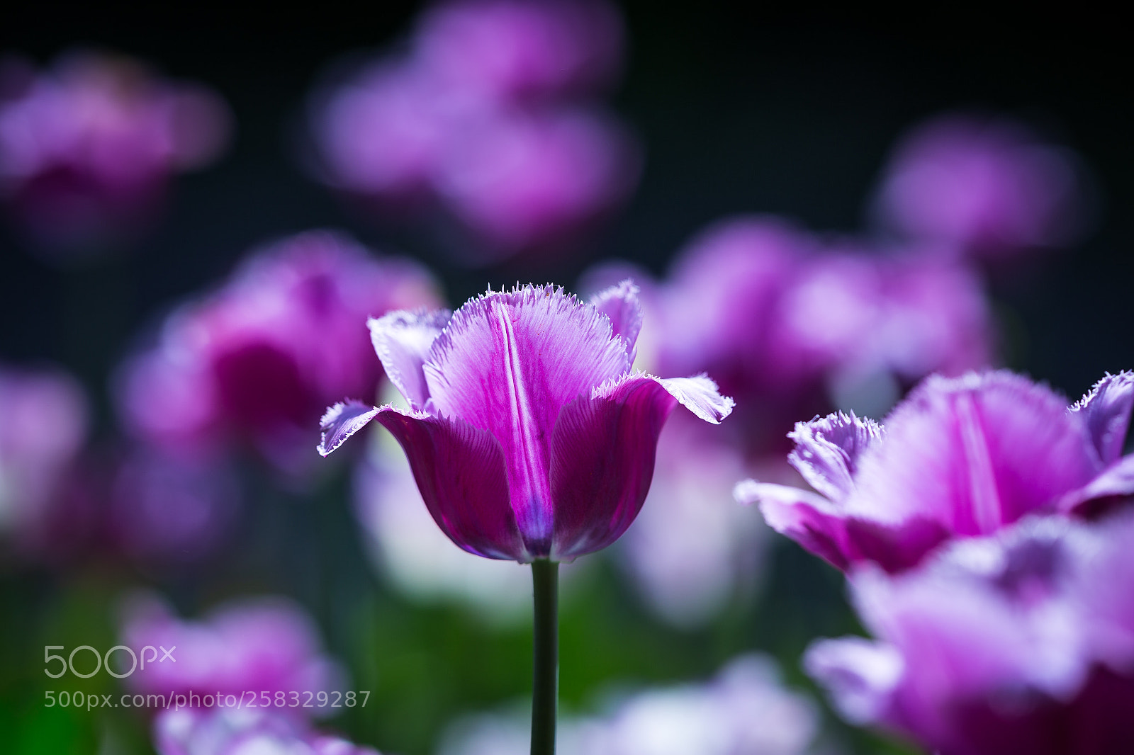 Canon EOS 6D sample photo. Lit me up photography