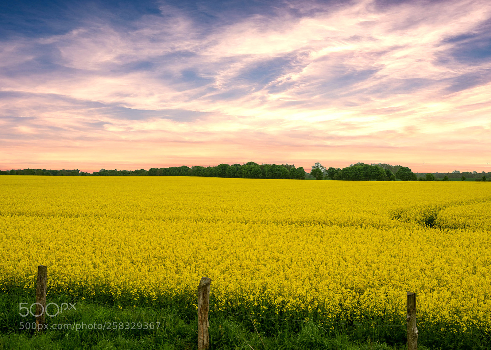 Sony a7R sample photo. Rapsblüte photography