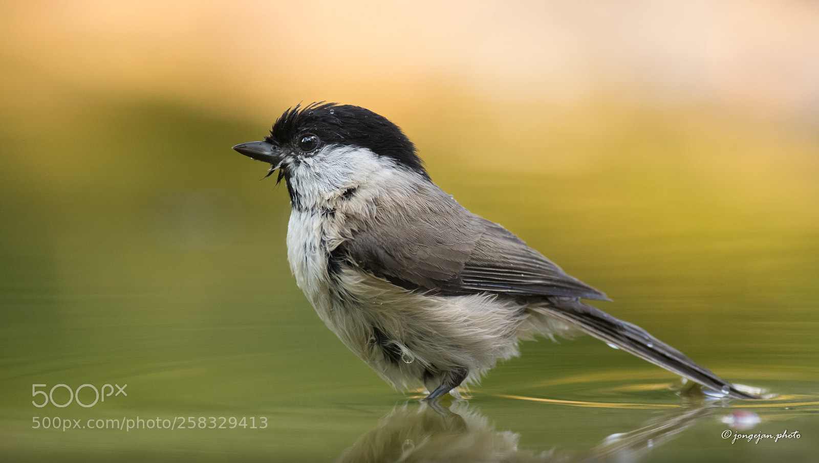 Pentax K-3 II sample photo. Marsh tit photography