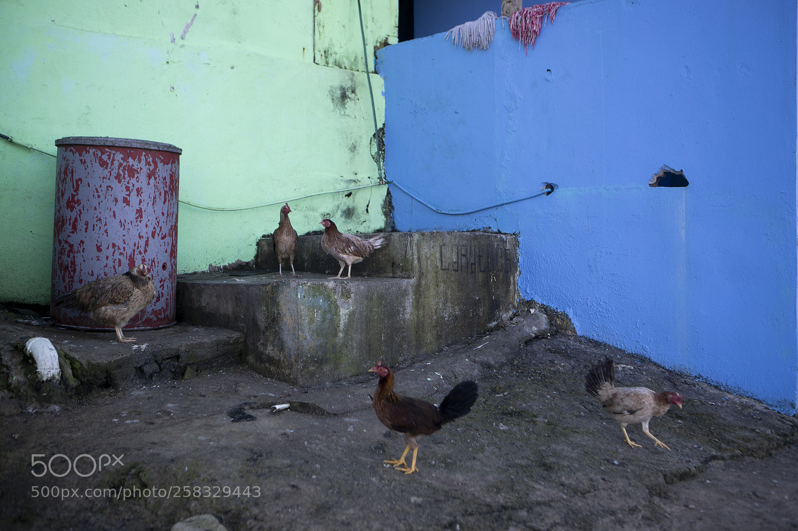 Canon EOS-1D X Mark II sample photo. Puerto rico, 2017 photography