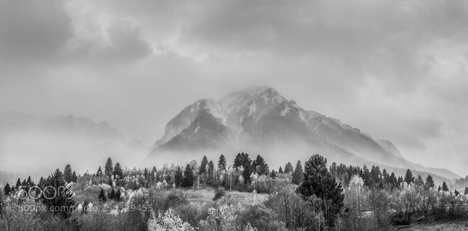 Nikon D5200 sample photo. Black and white mood photography