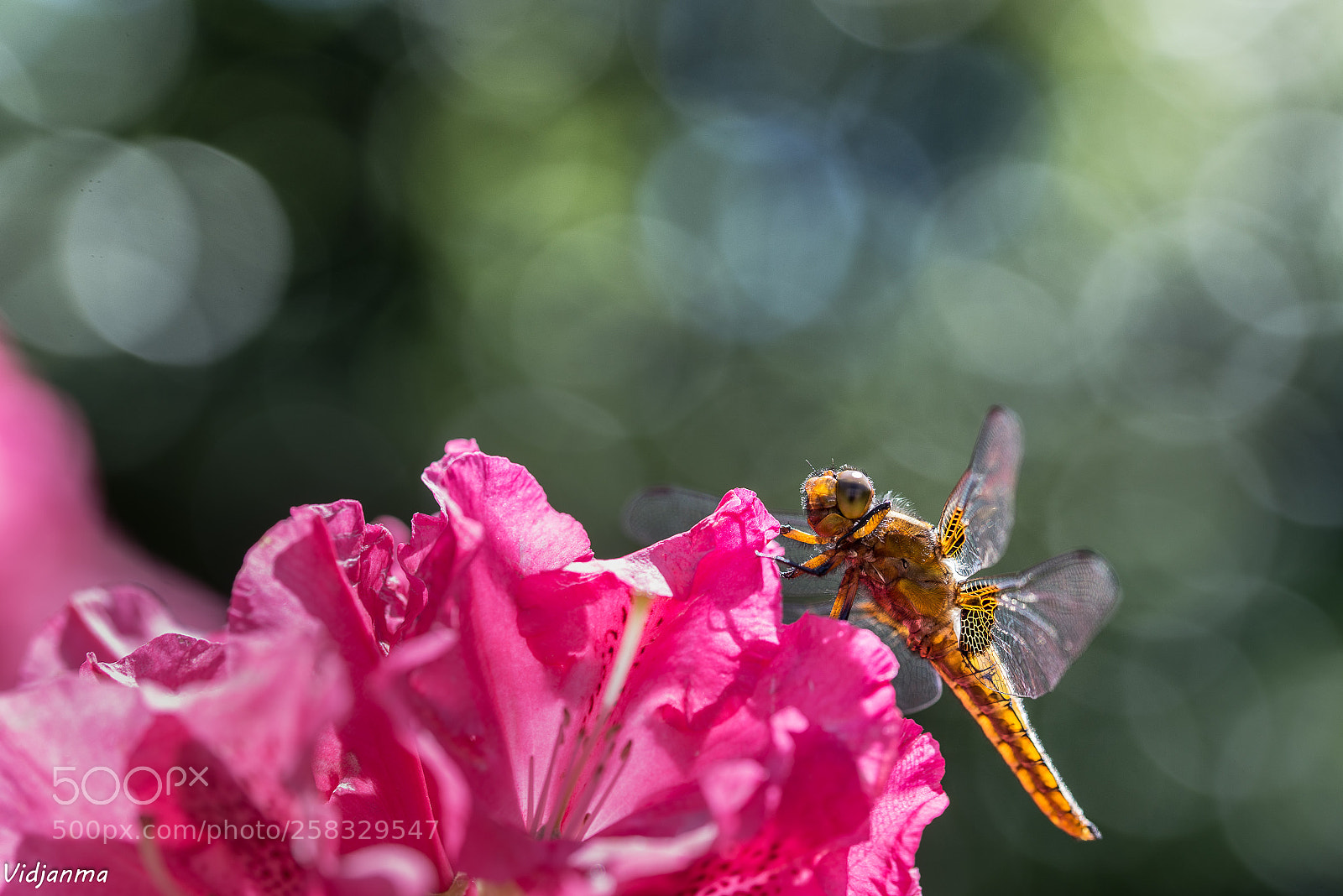 Nikon D610 sample photo. On a red flower photography