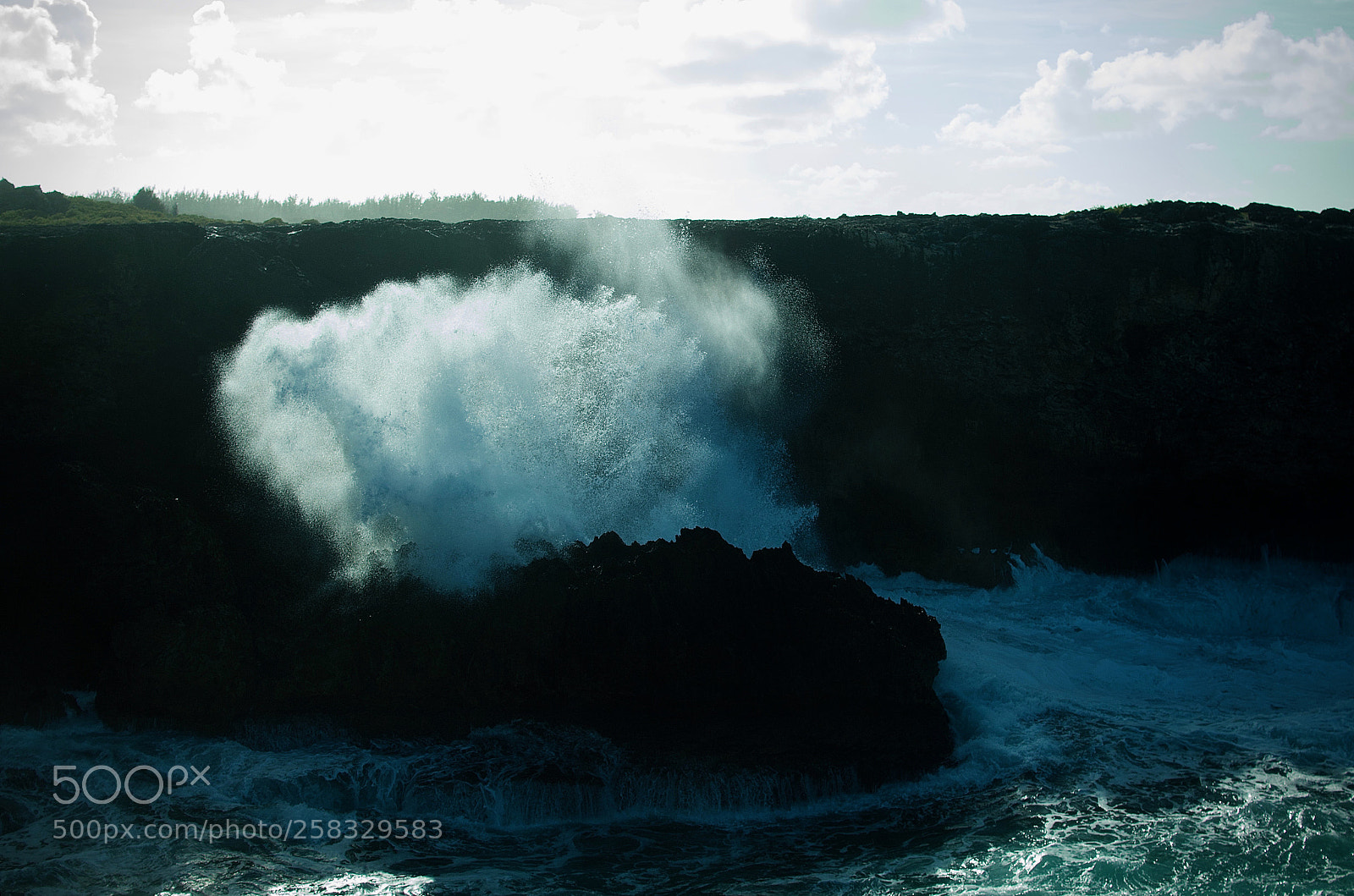 Nikon D5100 sample photo. Animal flower cave barbados photography