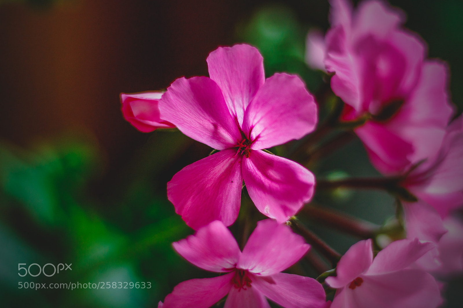 Canon EOS 750D (EOS Rebel T6i / EOS Kiss X8i) sample photo. Beauty in nature photography