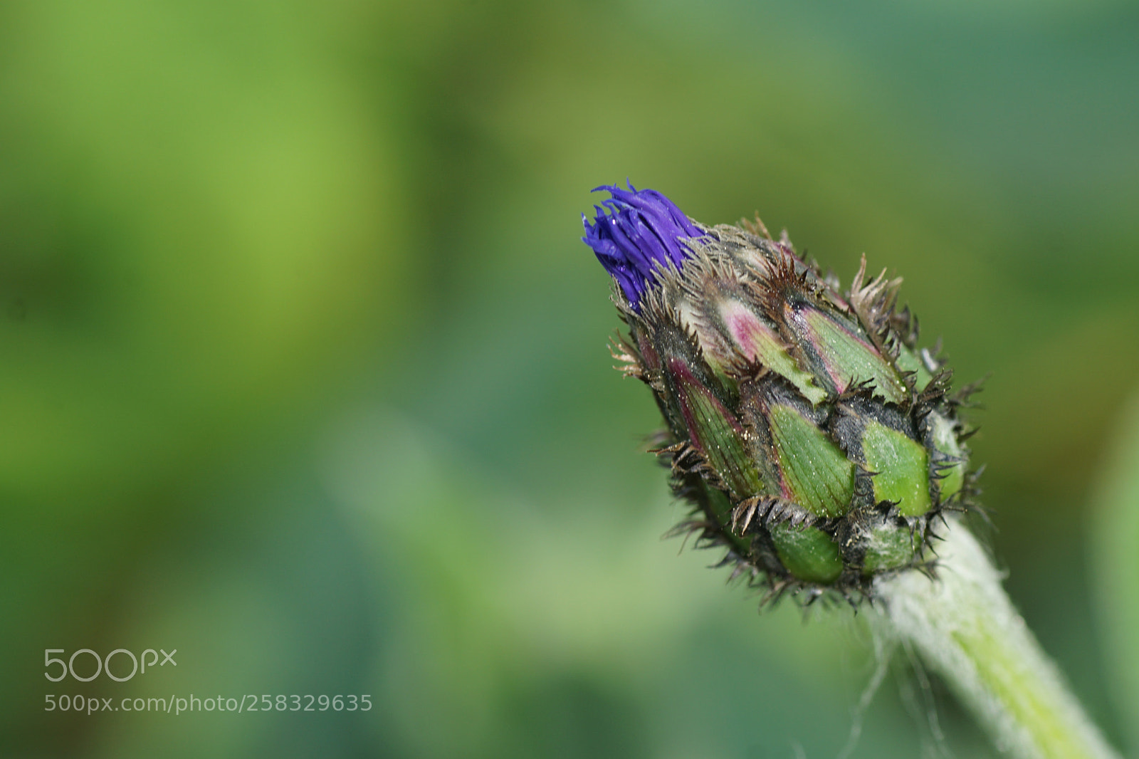 Sony ILCA-77M2 sample photo. The beginning photography