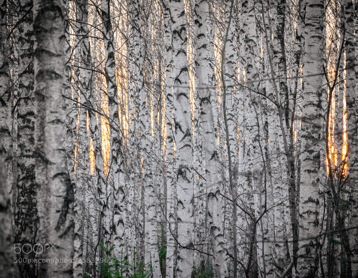 Nikon D5500 sample photo. Birch sunset photography
