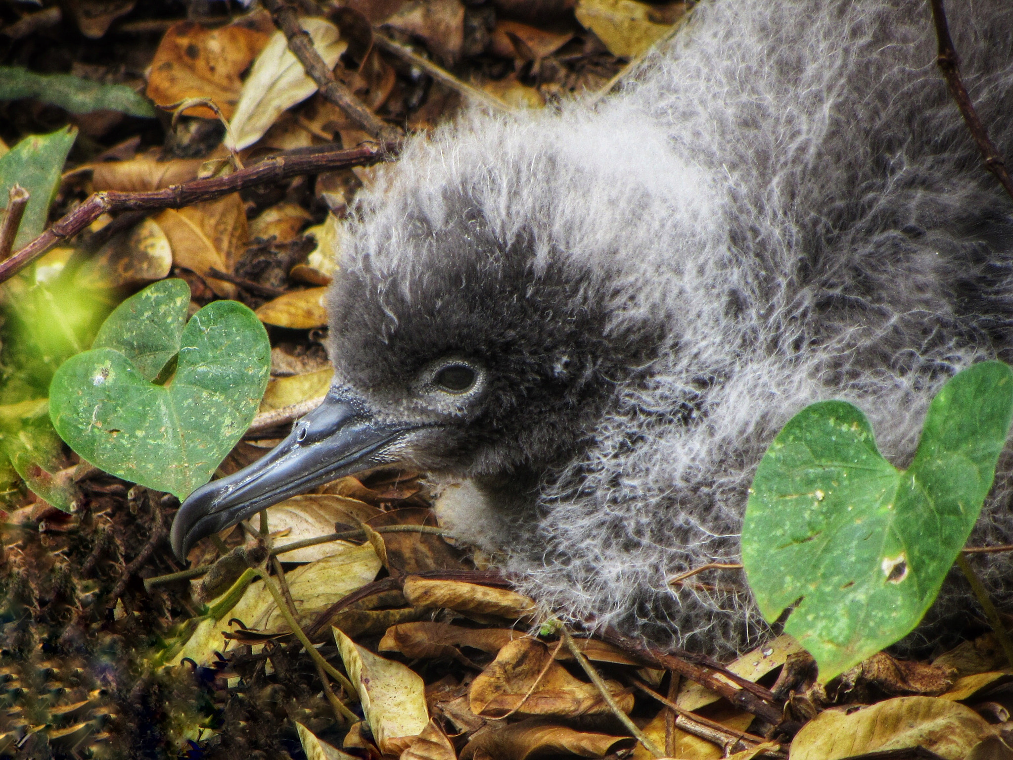 Canon PowerShot SX230 HS sample photo. Wedge-tailed shearwater baby photography