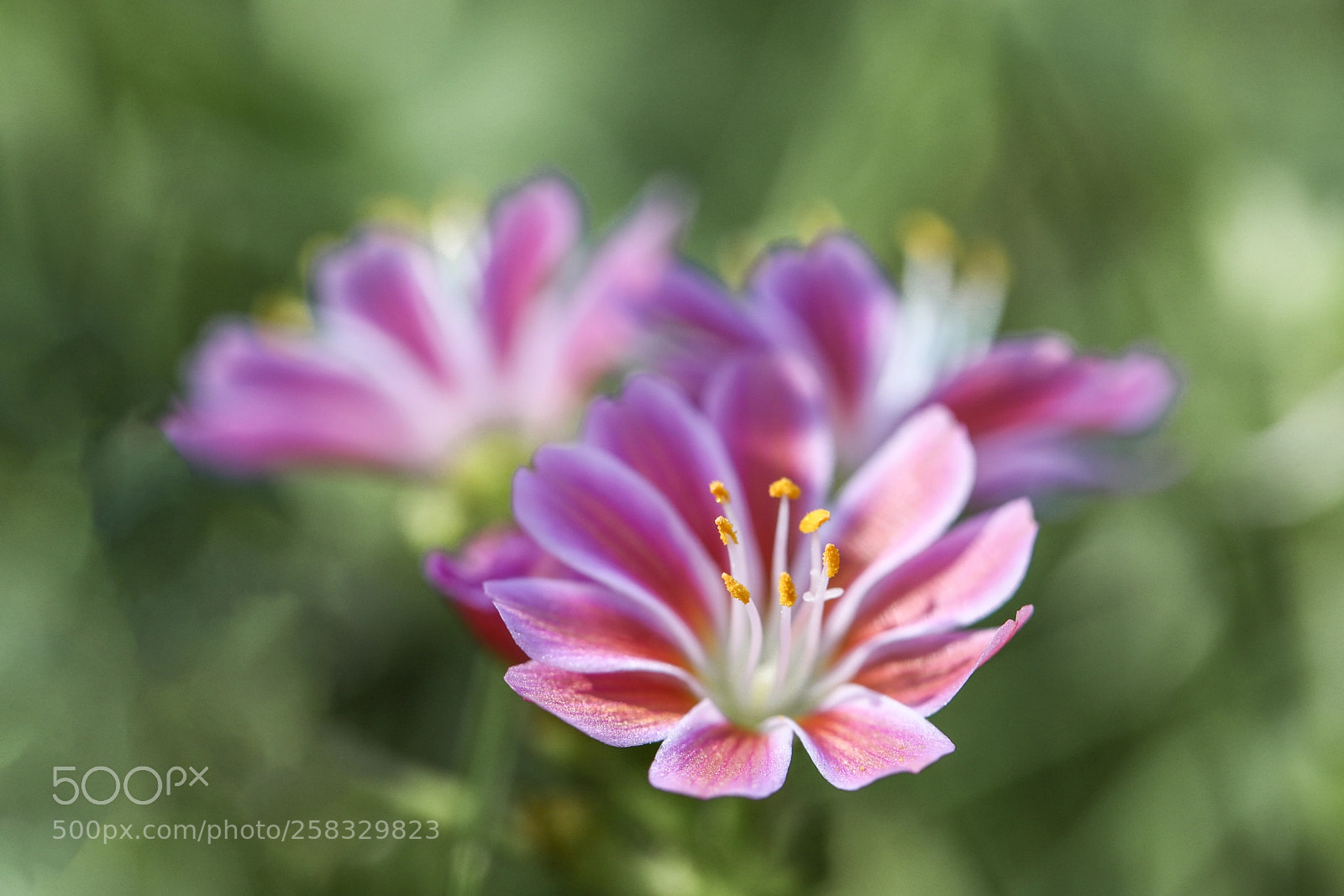 Canon EOS 5D Mark IV sample photo. Spring photography