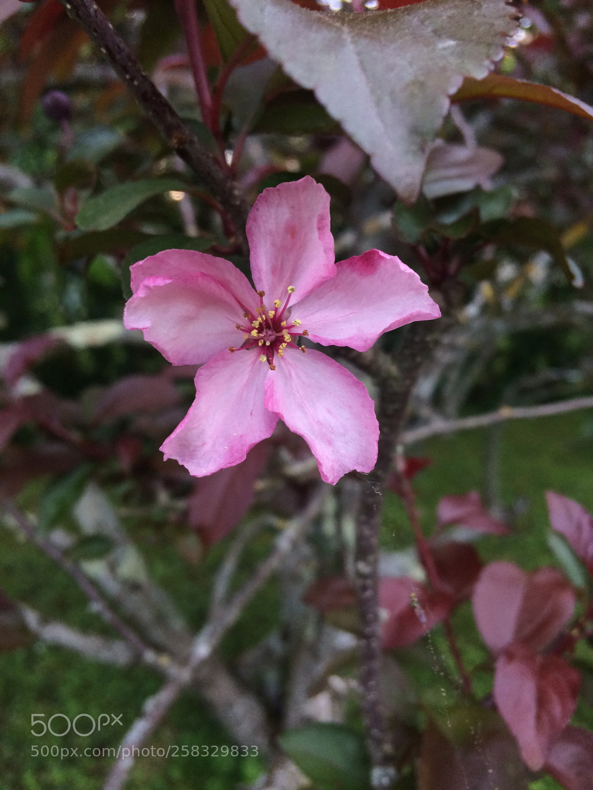 Apple iPhone 5s sample photo. Untitled photography