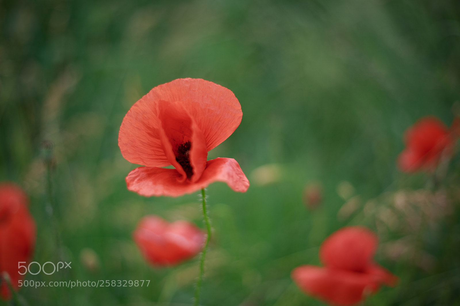 Canon EOS 6D sample photo. Papaver #3 photography