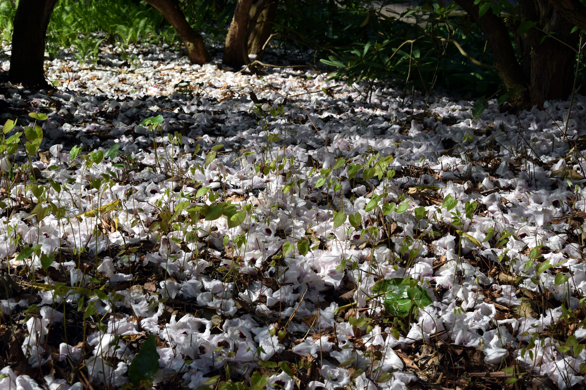 Nikon D5300 sample photo. Bed of petals photography