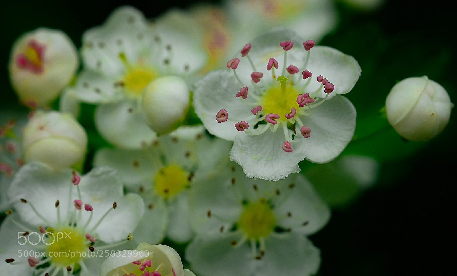 Fujifilm X-T2 sample photo. Flowers photography