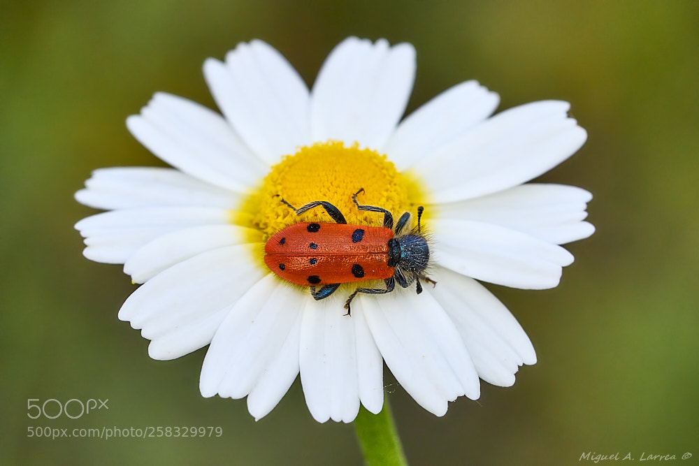 Sony ILCA-77M2 sample photo. Trichodes octopunctatus photography