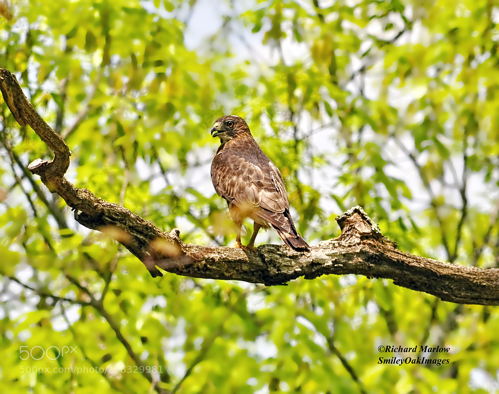 Nikon D5000 sample photo. Hawk on limb photography