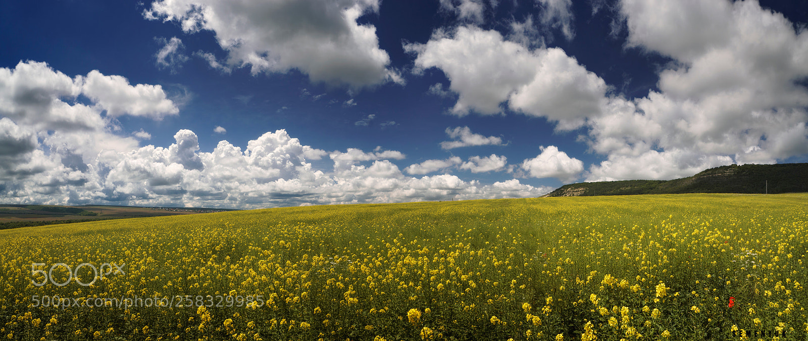 Sony ILCA-77M2 sample photo. Mustard field's of crimea. photography