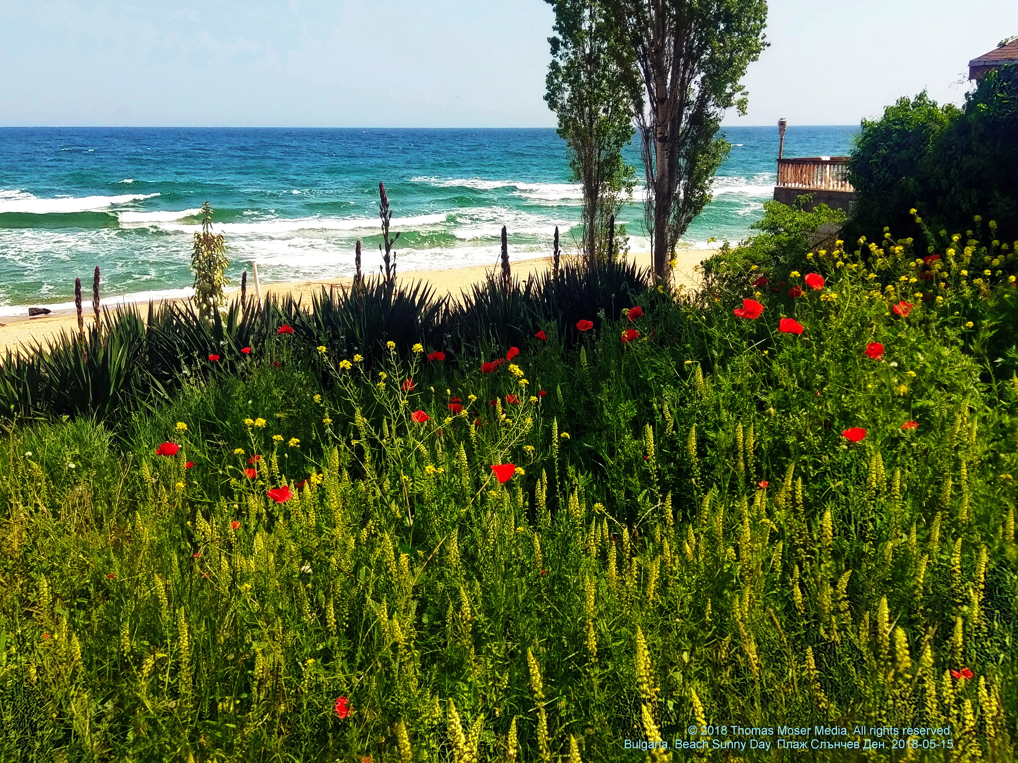 HTC 10 sample photo. Wild flowers on the sea photography
