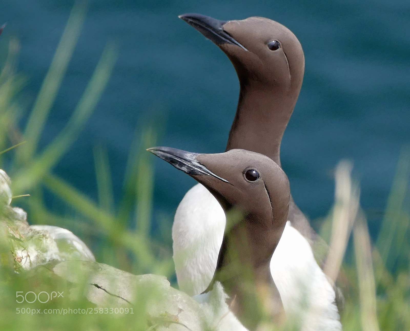 Panasonic Lumix DMC-FZ1000 sample photo. Guillemots pair photography