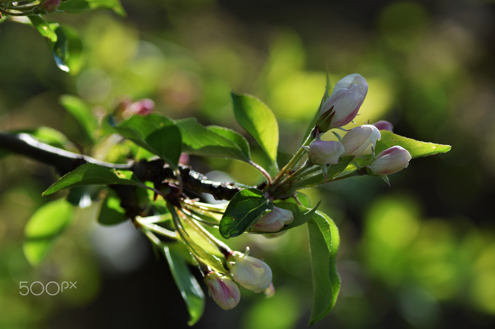 Nikon D3300 sample photo. Apple blossom photography