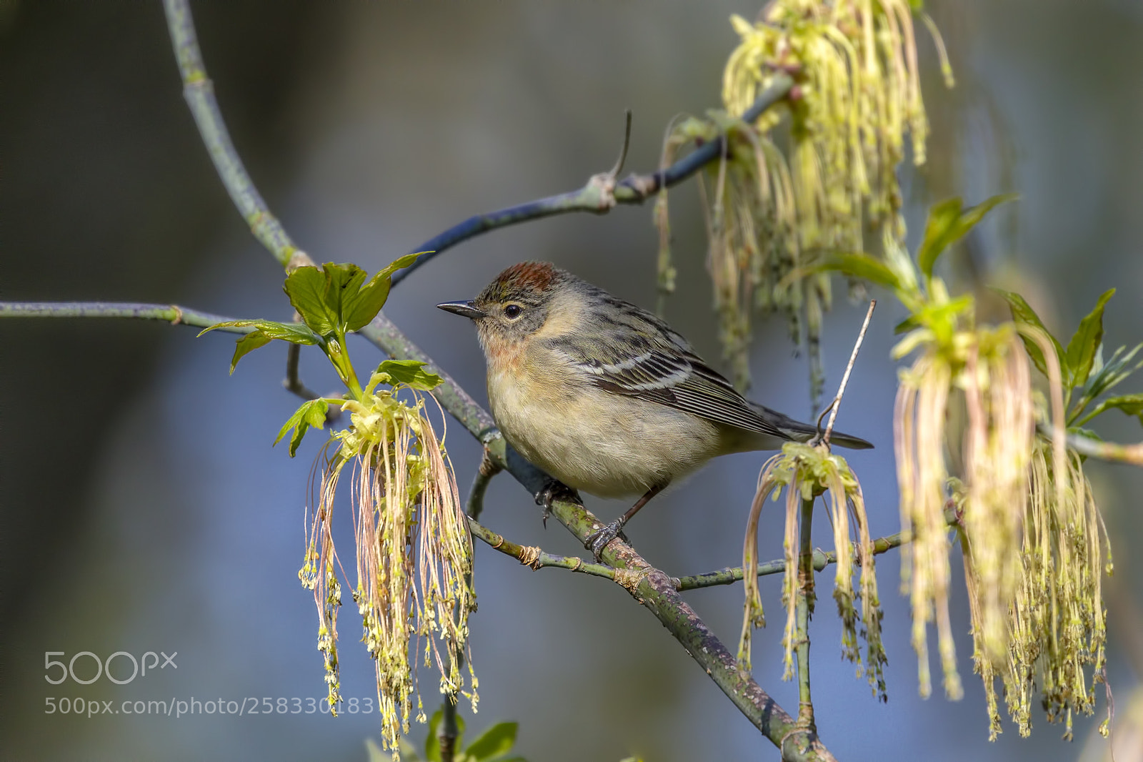 Canon EOS 5D Mark IV sample photo. Bay breasted warbler female photography