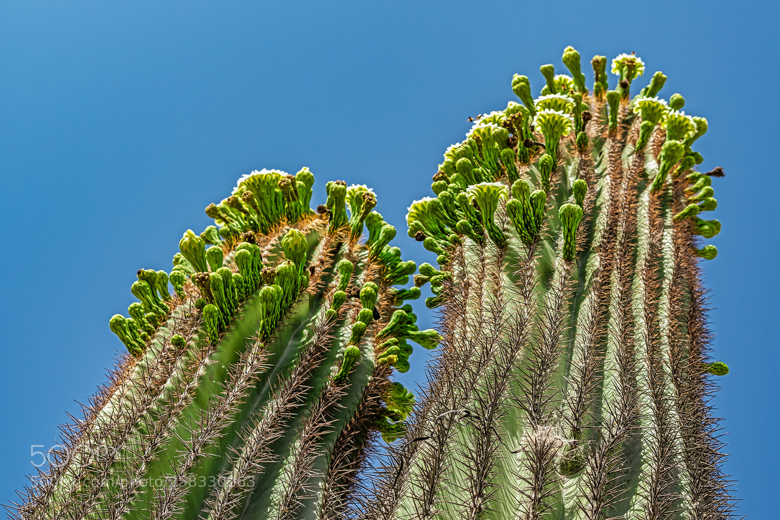Nikon D5300 sample photo. Spring time saguaro cactus photography
