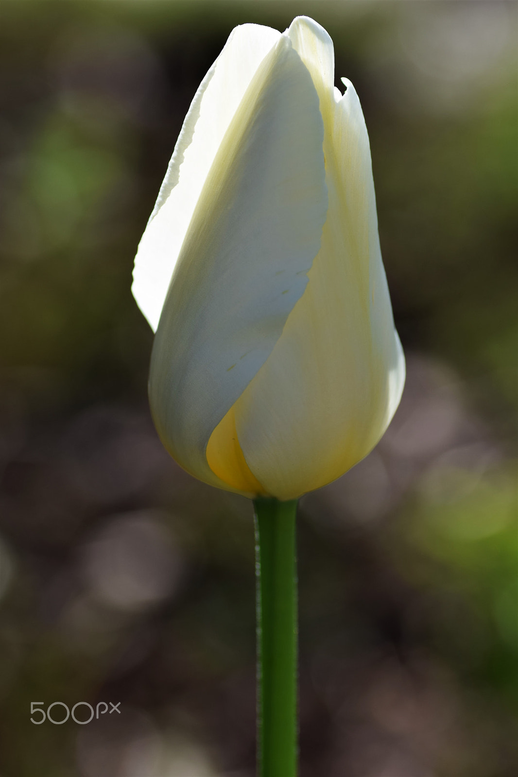 Nikon D3300 sample photo. Tulip photography
