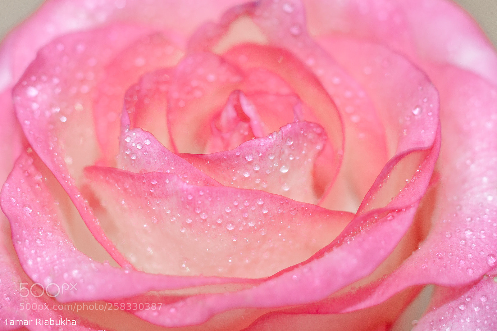Canon EOS 500D (EOS Rebel T1i / EOS Kiss X3) sample photo. Rose photography