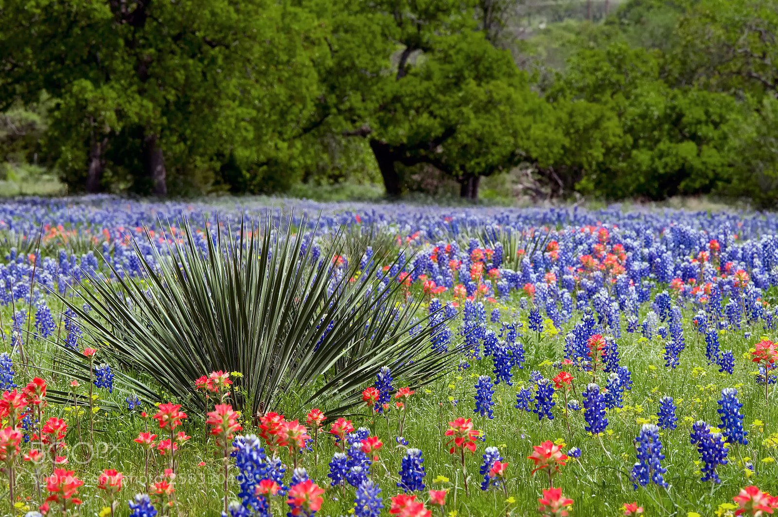 Nikon D300 sample photo. Yucca with meadow of photography