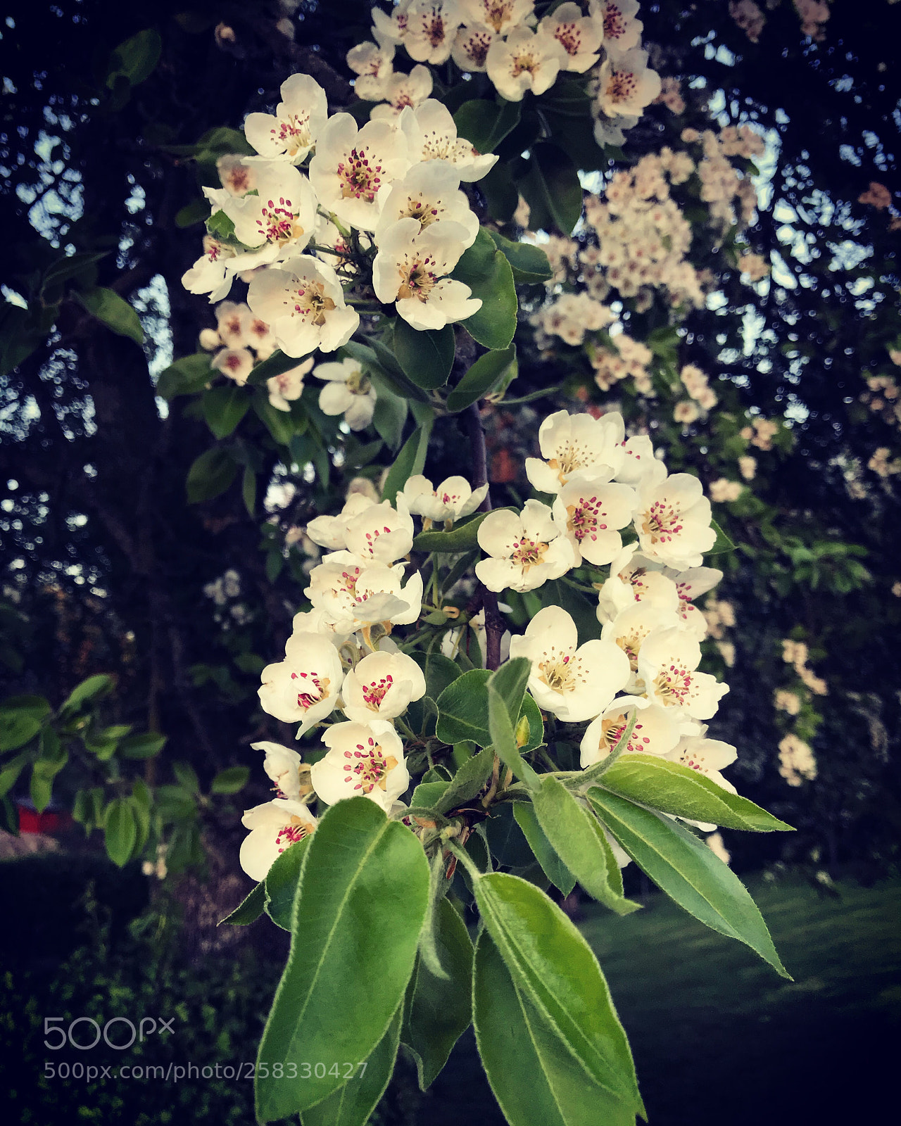 Apple iPhone 7 Plus sample photo. I love springtime it photography